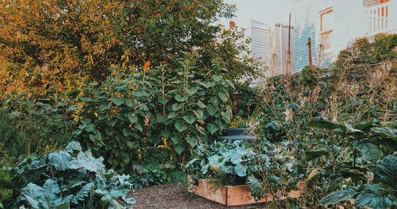 Raised vegetable beds in a community gardetn